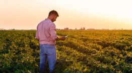 La producción de soja, con poco margen de ganancia debido a los precios internacionales y las retenciones