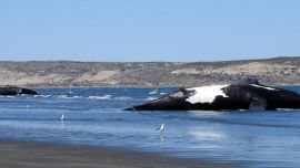 La numerosa muerte de ballenas preocupa mucho a las autoridades de Chubut.