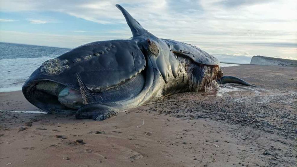 21 ballenas muertas en la Península Valdés