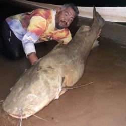 Estiman que el manguruyú midió 1.40 m, y casi 80 kg de peso, de una captura que se dio al caer la noche, anclados y con miñoca, y que luego de las imágenes de rigor fue devuelto al agua como corresponde.