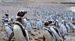 Productor fue declarado culpable por la matanza de pinguinos en Punta Tombo.  