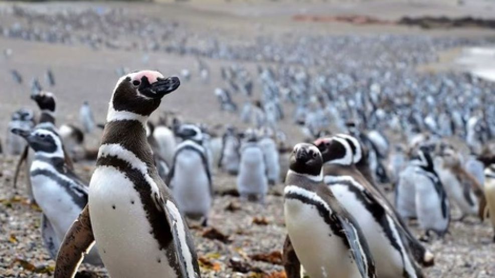 Productor fue declarado culpable por la matanza de pinguinos en Punta Tombo.  