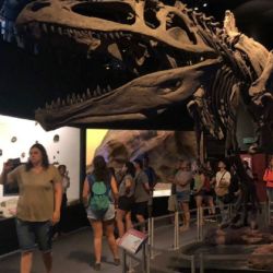 Alberga el esqueleto de uno de los dinosaurios más grande encontrados en la actualidad