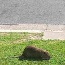 La nutria sorprendió a los vecinos de Don Bosco.