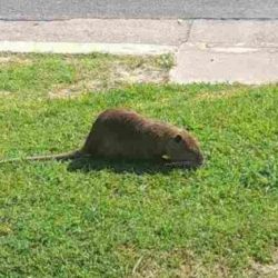 Tras alimentarse, la nutria se escabulló en un desagüe cercano.