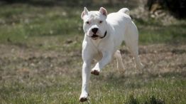 Dos dogos atacaron a un nene de 10 años en Santiago del Estero