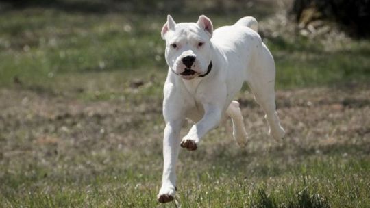Un nene de 2 años fue atacado por un dogo en Córdoba: fue operado y tiene un ojo comprometido