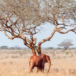Los elefantes, amados por los turistas, son detestados por la mayoría de los agricultores locales, que forman la columna vertebral de la economía del país. La conservación de los elefantes ha sido un gran éxito: el número de elefantes en Tsavo aumentó de alrededor de 6.000 a mediados de la década de 1990 a casi 15.000 en 2021, según el Servicio de Vida Silvestre de Kenia. | Foto:TONY KARUMBA / AFP