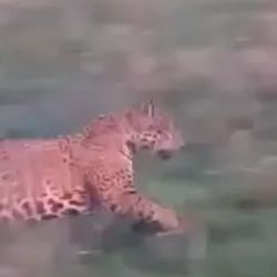 El felino fue visto mientras se alimentaba de un carpincho.