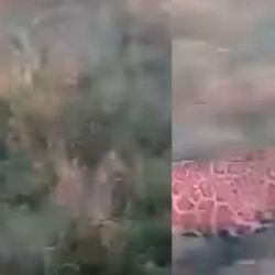 Los trabajadores filmaron el inusitado encuentro con sus celulares.