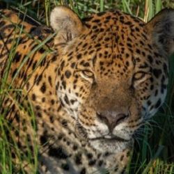 El yaguareté se encuentra en peligro de extinción en la Argentina.