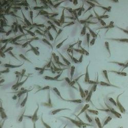 En Marruecos, al igual que en Argentina, los habitantes basan su dieta en la carne, y cuando consumen pescado prefieren el capturado en el mar, ya que dudan de la calidad de un pez criado en entornos acotados.