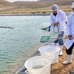 En Marruecos, al igual que en Argentina, los habitantes basan su dieta en la carne, y cuando consumen pescado prefieren el capturado en el mar, ya que dudan de la calidad de un pez criado en entornos acotados.