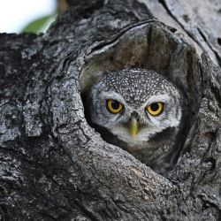 Un búho moteado mira desde un árbol en un parque público de Bangkok, Tailandia. | Foto:LILLIAN SUWANRUMPHA / AFP
