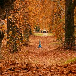 Un hombre camina entre plátanos orientales, también conocidos como árboles chinar, durante el otoño en Srinagar, India. | Foto:TAUSEEF MUSTAFA / AFP