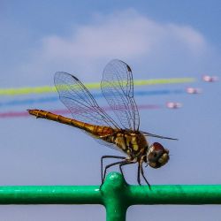 Una libélula es vista con una presentación de aviones en el fondo durante el Airshow China, en Zhuhai, en la provincia de Guangdong, en el sur de China. | Foto:Xinhua/Liu Dawei