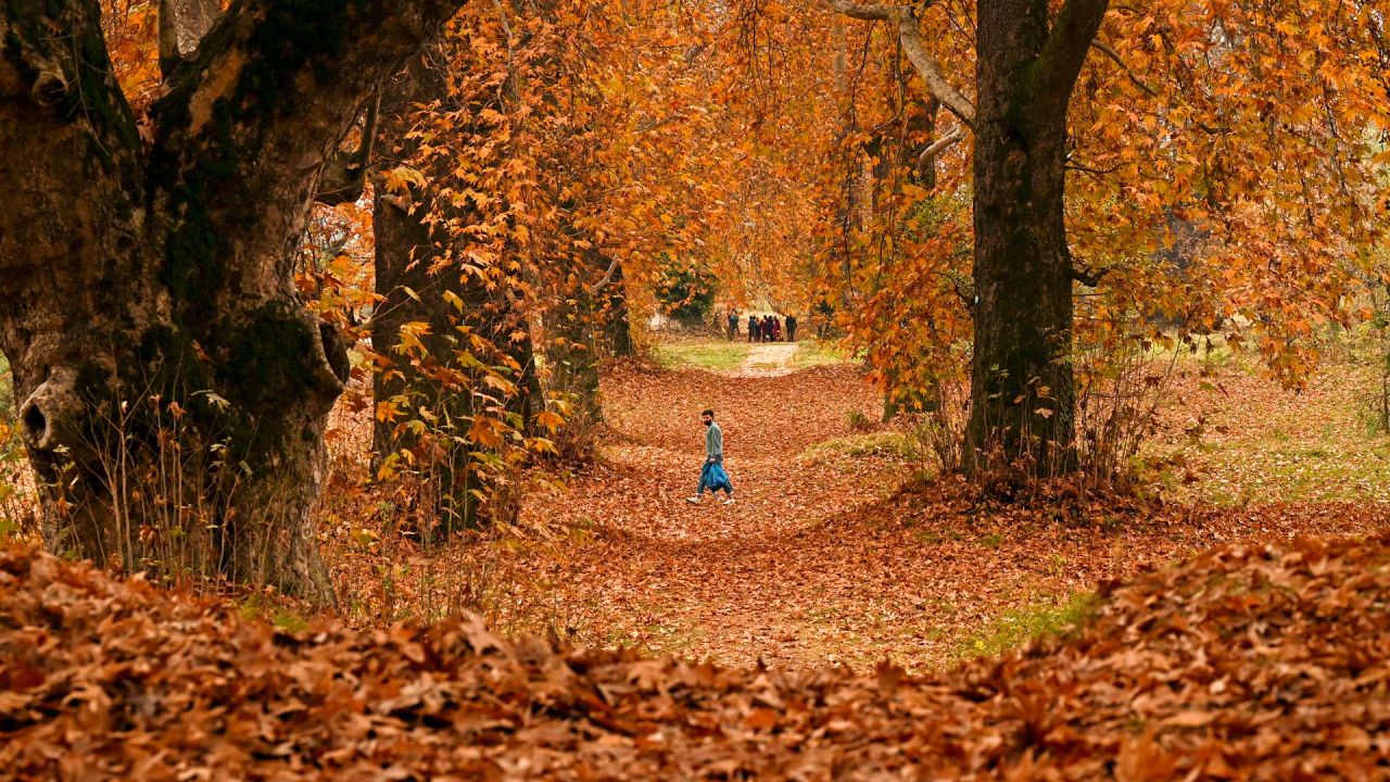 Un hombre camina entre plátanos orientales, también conocidos como árboles chinar, durante el otoño en Srinagar, India. | Foto:TAUSEEF MUSTAFA / AFP