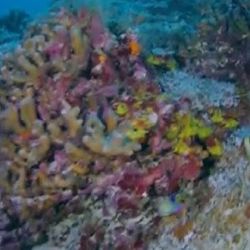 El gran coral está formado por millones de pólipos.