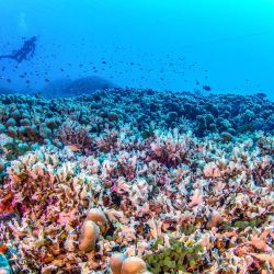 Esta fotografía tomada por National Geographic Pristine Seas muestra a buceadores nadando sobre el coral más grande del mundo ubicado cerca de las Islas Salomón del Pacífico. | Foto:MANU SAN FELIX / NATIONAL GEOGRAPHIC PRISTINE SEAS / AFP