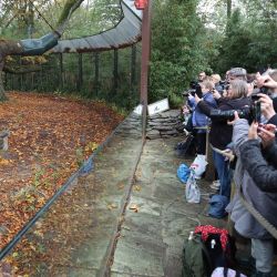 Imagen de personas tomando fotografías del panda gigante Tian Bao en el zoológico Pairi Daiza, en Brugelette, Bélgica. | Foto:Xinhua/Zhao Dingzhe