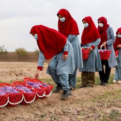 Trabajadoras afganas recogen flores de azafrán en un campo en las afueras de Herat. | Foto:Mohsen Karimi / AFP