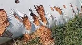 Alerta en el campo por los jabalíes que rompen silobolsas.