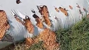 Alerta en el campo por los jabalíes que rompen silobolsas.