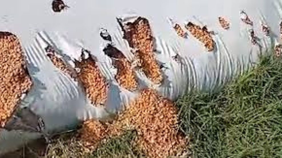 Alerta en el campo por los jabalíes que rompen silobolsas.