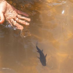 El 25° Concurso Integración Pesca del Surubí contó con casi 500 embarcaciones en el agua y consagró como ganadora a la barra pesquera Muchachota, conformada por pescadores de Goya e Ituzaingó. 