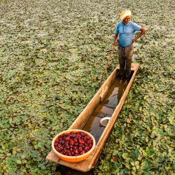 Un agricultor rema en un bote mientras cosecha castañas de agua en un estanque en las afueras de Jabalpur, India. | Foto:Uma Shankar Mishra / AFP