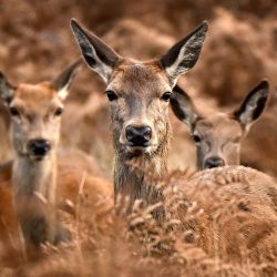 Una manada de ciervos rojos observa desde los helechos en una mañana de otoño en Richmond Park, al suroeste de Londres. | Foto:JUSTIN TALLIS / AFP