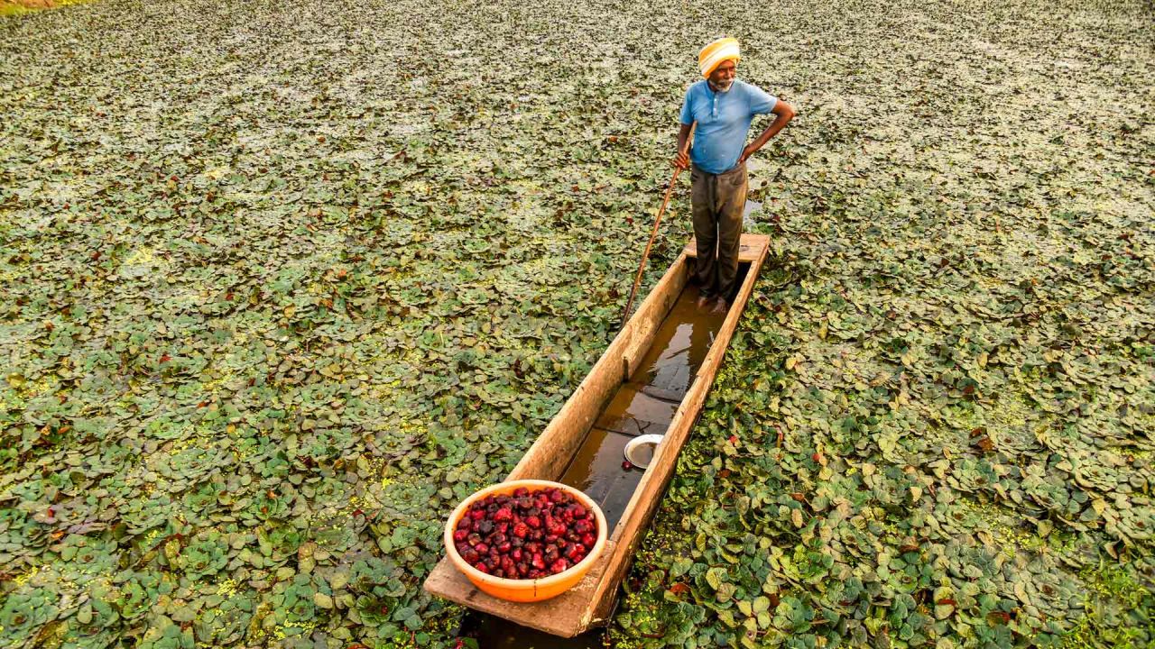 Un agricultor rema en un bote mientras cosecha castañas de agua en un estanque en las afueras de Jabalpur, India. | Foto:Uma Shankar Mishra / AFP