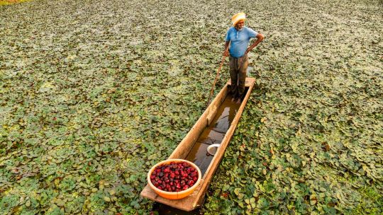 Fotogaleria Un agricultor rema en un bote mientras cosecha castañas de agua en un estanque en las afueras de Jabalpur, India