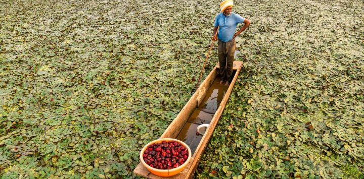 Un agricultor rema en un bote mientras cosecha castañas de agua en un estanque en las afueras de Jabalpur, India.