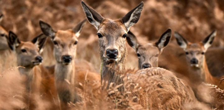 Una manada de ciervos rojos observa desde los helechos en una mañana de otoño en Richmond Park, al suroeste de Londres.