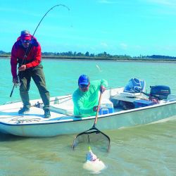 Corvinas negras de las buenas, todas pescadas con equipos livianos, líneas convencionales y a 40 cm de profundidad.