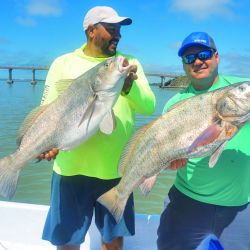 Corvinas negras de las buenas, todas pescadas con equipos livianos, líneas convencionales y a 40 cm de profundidad.