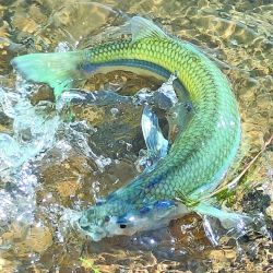 En este ámbito que sólo abre los fines de semana y feriados no está permitida la pesca embarcada, solamente la de costa. Las aguas son tan cristalinas que hay que moverse con cautela para no alertar a los peces de nuestra presencia.
