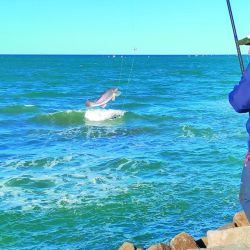Ya llegaron a la costa los tiburones más grandes y una importante variada. Ademàs turismo, escapadas, nàutica y aventura en Weeken de diciembre.