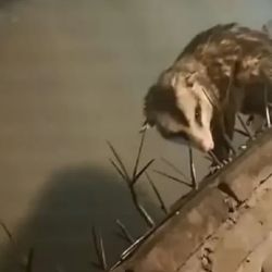 El animal desapareció rápidamente del lugar sin dejar rastro alguno.