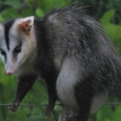 No es para nada habitual su presencia en los grandes centros urbanos.