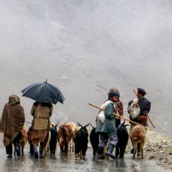 Pastores afganos pasean con sus ovejas por una calle en el distrito de Khash, provincia de Badakhshan. | Foto:OMER ABRAR / AFP