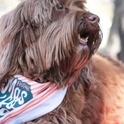 Une a la industria del cuidado animal con una propuesta educativa para sus dueños.