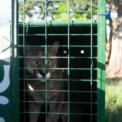 Este esfuerzo conjunto fortalece las iniciativas de conservación regional y el intercambio de conocimientos en manejo de fauna silvestre