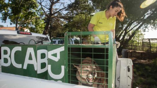 Trasladaron a Uruguay a seis pumas argentinos rescatados del tráfico de fauna