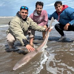 Esta idea de marcado es federal y se ejecuta desde el 2010, siendo el proyecto más longevo del país de ciencia ciudadana.
