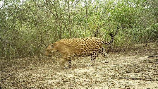 Avistan a un nuevo ejemplar de yaguareté en la provincia de Formosa