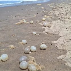 Sobre la arena apareció un gran número de algas y de huevos.