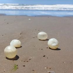El fenómeno es producto de un cambio en la dinámica del mar vinculado a corrientes marinas y vientos.