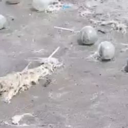Con viento norte y este se genera un transporte de esos huevos a partir de un mar movido.